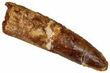 Bargain, Fossil Spinosaurus Tooth - Real Dinosaur Tooth #355700-1